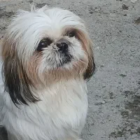 سگ شیتزو سوپرفلد