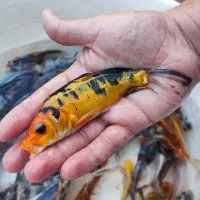 ماهی کوی|ماهی|تهران, جوادیه|دیوار