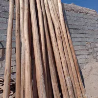 خرید درخت وریشه سیب