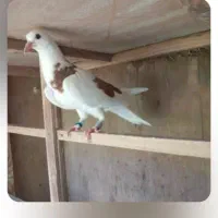 کبوتر باخت رفته