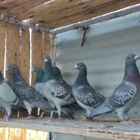 کبوتر ضمانتی|پرنده|سربیشه, |دیوار