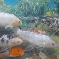 ماهی کوی درشت|ماهی|قدس, شهرقدس|دیوار