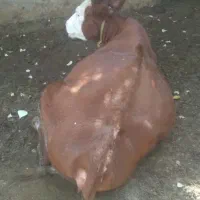 یک راس گاو سیمتال ماده