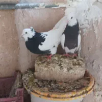 طوقی|پرنده|ماهدشت, |دیوار