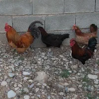 دو عدد خروس