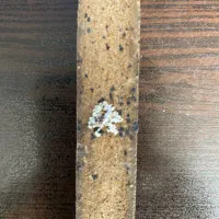 سمپاشی صددرصدتضمینی ساس سوسک و ..بامجوزرسمی بهداشت|خدمات نظافت|فردیس, نسترن غربی|دیوار