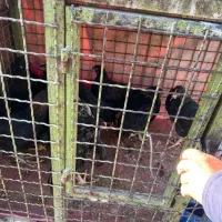 خروس مشکی قربانی و چشم زخم با ارسال