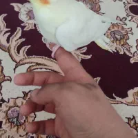 عروس هلندی|پرنده|فولادشهر, C3|دیوار