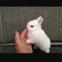 خرگوش مینیاتوری جرسی