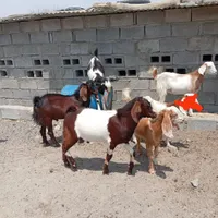 کهره نر