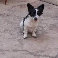 دوتا سگ نر و ماده ب فروش می‌رسد