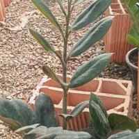 فروش گل گیاه در گلخانه|گل و گیاه طبیعی|فاضل آباد, |دیوار