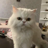 گمشده گربه پرشین سفید مژدگانی