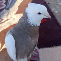 کفتر|پرنده|لالی, |دیوار