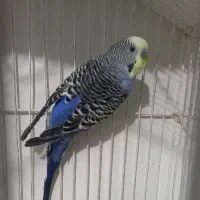 مرغ عشق انگلیسی نر رینبو