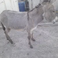 فروش خر
