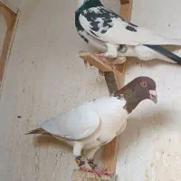 کفتر بوم ابلغ افغانی. طوقی. هفت رنگ