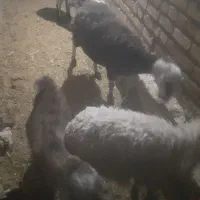 یک عدد بز زاییده بزغاله نرویک میش زاییده