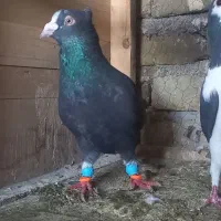 کفترقارا۷در۸باطوقی