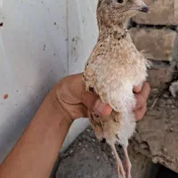 بلدرچین ۴۵ روزه