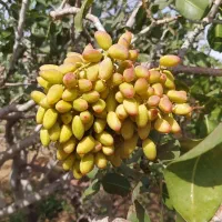 بهترین پسته از خود تولید کننده|خدمات باغبانی و درختکاری|قزوین, |دیوار