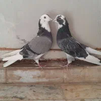 دوجفت کفتر پرشی