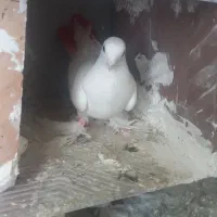 کبوتر نوک ریز و کبوتر کاغذی