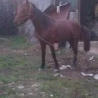 اسب دزدیده شده...|حیوانات|صومعه‌سرا, |دیوار