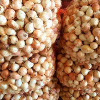 فروش عمده پیاز زرد رستورانی و سرخ کردنی|خوردنی و آشامیدنی|قم, شهرک خودرو|دیوار