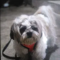 سگ پاکوتا نر واگذار میشود