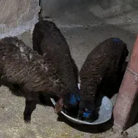گوسفند