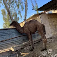 بچه شتر چاق برای نذری|حیوانات مزرعه|قنوات, |دیوار