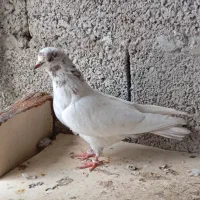 فروش فور کبوتر پرشی بشرط
