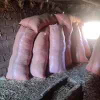 پخل گندم و علف زعفران|لوازم جانبی حیوانات|بوژگان, |دیوار