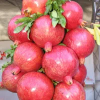 فروش نهال تمامی ارقام با ضمانت کیفیت و پشتیبانی|خدمات باغبانی و درختکاری|اردبیل, |دیوار