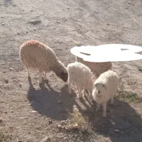 فروش سه عدد بره ماده