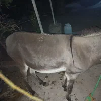 الاغ گله