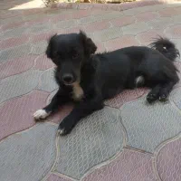پاپی نرمشکی سفید