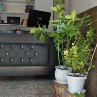 منشی دفتر وکیل