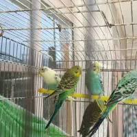 پنج تا مرغ عشق جوان و آماده به کار