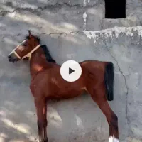 کره اسب ماده