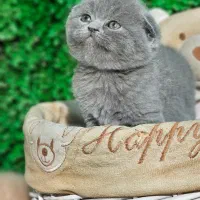 ماده بلو اسکاتیش ۳۰ درصد افر