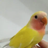 جوجه طوطی برزیلی  نزدیک به دونه خور شدن
