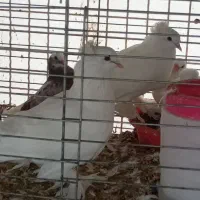 فروش چند طوق کبوتر زینتیی تعدادی کبوتر پرشی گرفتی