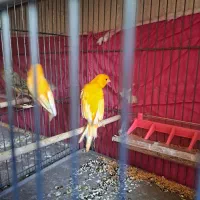 قناری پرتقالی نروماده|پرنده|پاکدشت, پاکدشت (مامازند)|دیوار