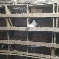 21جفت|پرنده|نیر (اردبیل), |دیوار