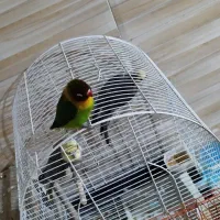 طوطی برزیلی|پرنده|سوسنگرد, |دیوار