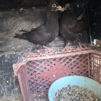 جفت جوجه ای بزرگه دونه خور شدن