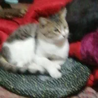 واگذاری تعدادی گربه