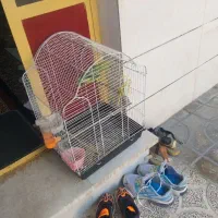 طوطی ملنگو